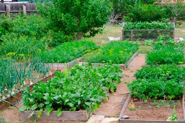 kasvimaa ideat kasvimaa ideat